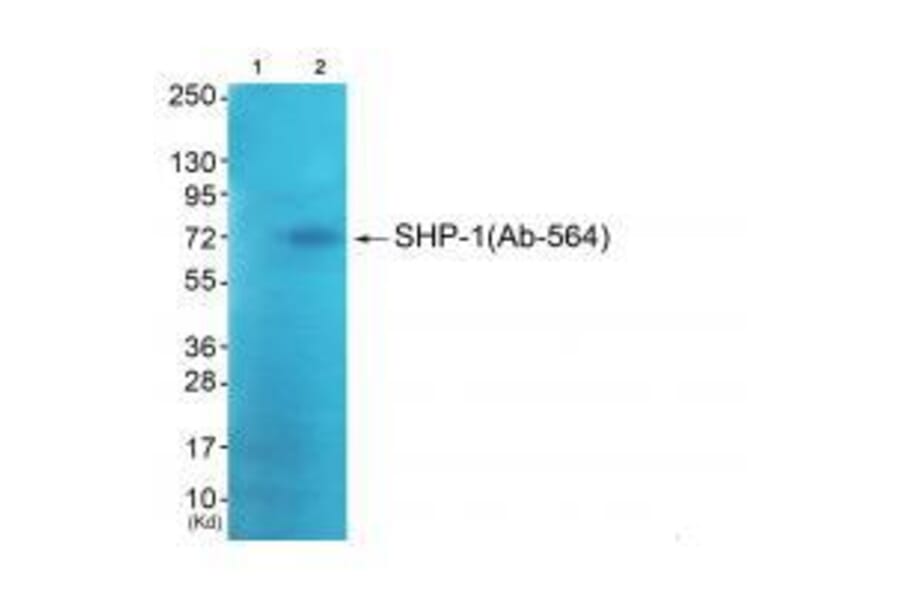 Western blot - SHP-1 (Ab-564) Antibody from Signalway Antibody (33221) - Antibodies.com