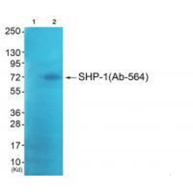 Western blot - SHP-1 (Ab-564) Antibody from Signalway Antibody (33221) - Antibodies.com