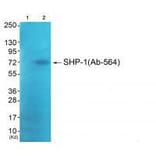 Western blot - SHP-1 (Ab-564) Antibody from Signalway Antibody (33221) - Antibodies.com