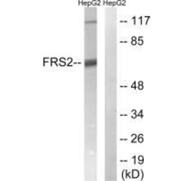 Western blot - FRS2 (Ab-196) Antibody from Signalway Antibody (33254) - Antibodies.com