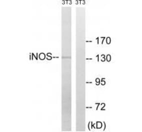 Western blot - iNOS (Ab-151) Antibody from Signalway Antibody (33261) - Antibodies.com