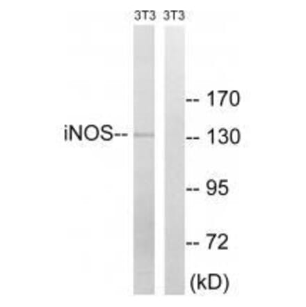 Western blot - iNOS (Ab-151) Antibody from Signalway Antibody (33261) - Antibodies.com