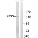 Western blot - iNOS (Ab-151) Antibody from Signalway Antibody (33261) - Antibodies.com