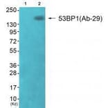 Western blot - 53BP1 (Ab-29) Antibody from Signalway Antibody (33270) - Antibodies.com