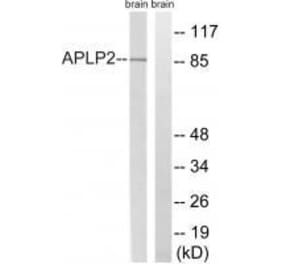 Western blot - APLP2 (Ab-755) Antibody from Signalway Antibody (33274) - Antibodies.com
