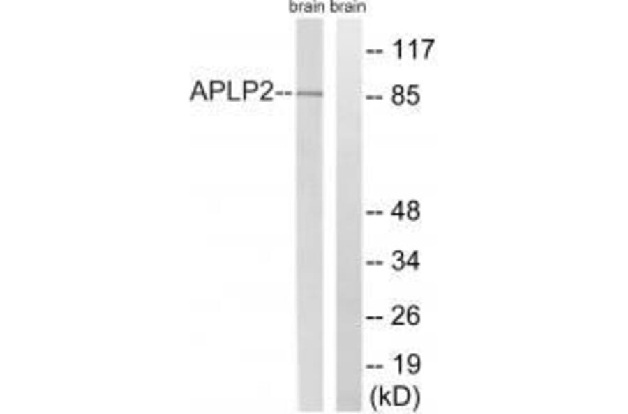 Western blot - APLP2 (Ab-755) Antibody from Signalway Antibody (33274) - Antibodies.com