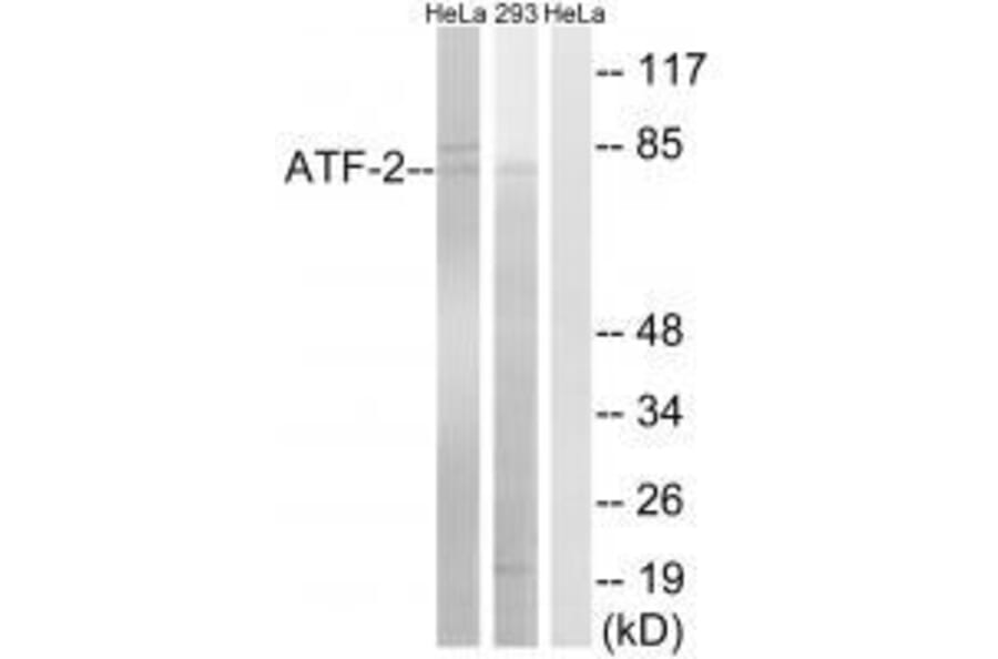 Western blot - ATF-2 (Ab-472) Antibody from Signalway Antibody (33275) - Antibodies.com