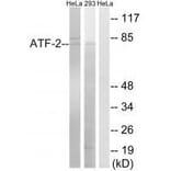 Western blot - ATF-2 (Ab-472) Antibody from Signalway Antibody (33275) - Antibodies.com