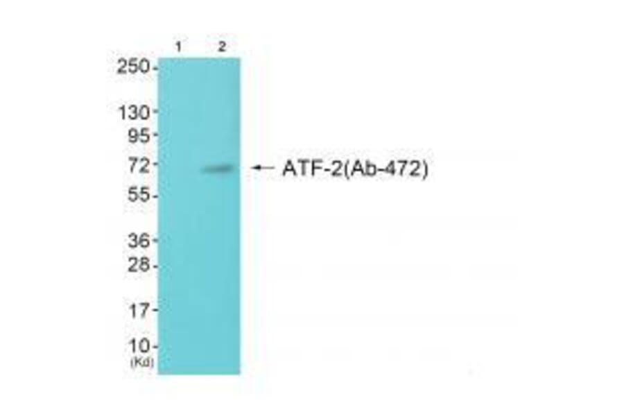 Western blot - ATF-2 (Ab-472) Antibody from Signalway Antibody (33275) - Antibodies.com