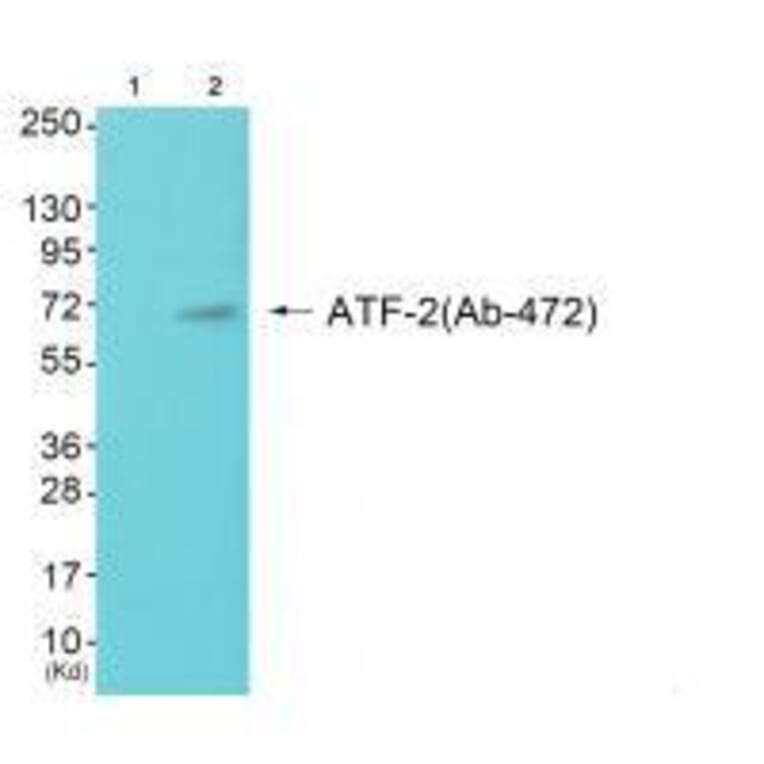 Western blot - ATF-2 (Ab-472) Antibody from Signalway Antibody (33275) - Antibodies.com