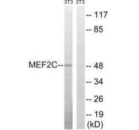 Western blot - MEF2C (Ab-396) Antibody from Signalway Antibody (33287) - Antibodies.com