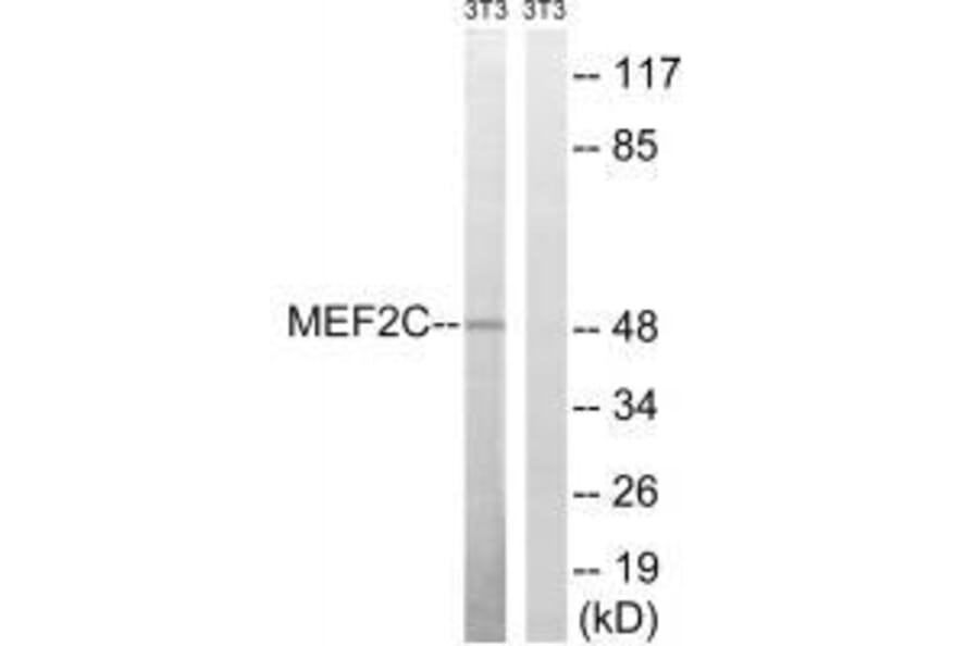 Western blot - MEF2C (Ab-396) Antibody from Signalway Antibody (33287) - Antibodies.com