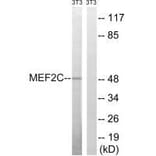 Western blot - MEF2C (Ab-396) Antibody from Signalway Antibody (33287) - Antibodies.com