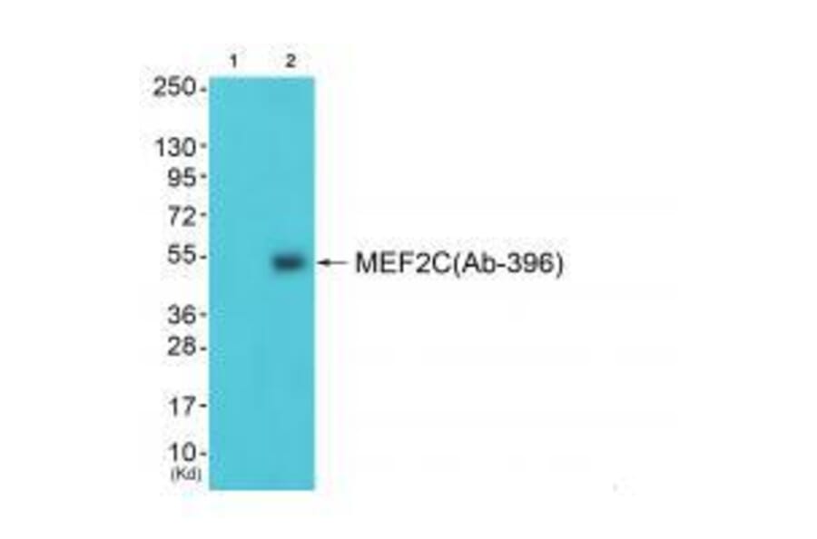 Western blot - MEF2C (Ab-396) Antibody from Signalway Antibody (33287) - Antibodies.com