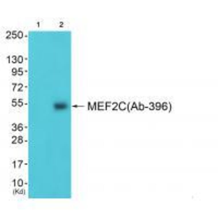 Western blot - MEF2C (Ab-396) Antibody from Signalway Antibody (33287) - Antibodies.com