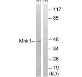 Western blot - Mnk1 (Ab-385) Antibody from Signalway Antibody (33288) - Antibodies.com