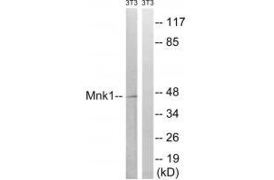 Western blot - Mnk1 (Ab-385) Antibody from Signalway Antibody (33288) - Antibodies.com