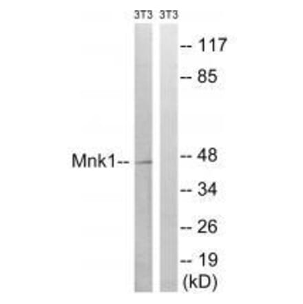 Western blot - Mnk1 (Ab-385) Antibody from Signalway Antibody (33288) - Antibodies.com