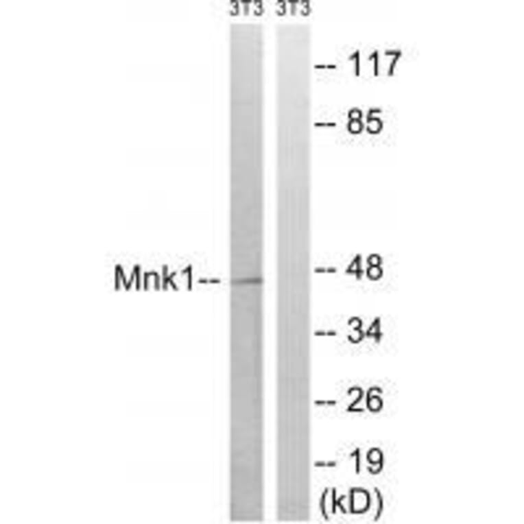 Western blot - Mnk1 (Ab-385) Antibody from Signalway Antibody (33288) - Antibodies.com