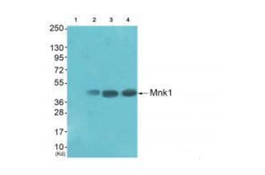 Western blot - Mnk1 (Ab-385) Antibody from Signalway Antibody (33288) - Antibodies.com