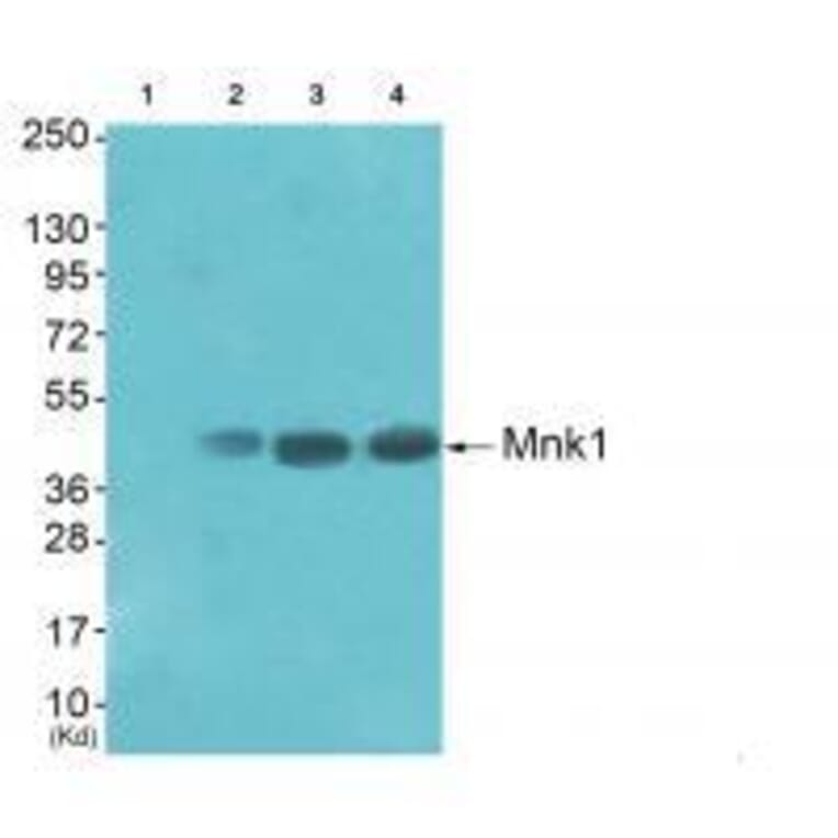 Western blot - Mnk1 (Ab-385) Antibody from Signalway Antibody (33288) - Antibodies.com