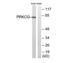 Western blot - PRKCG (Ab-655) Antibody from Signalway Antibody (33304) - Antibodies.com