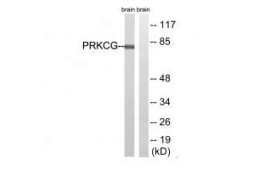 Western blot - PRKCG (Ab-655) Antibody from Signalway Antibody (33304) - Antibodies.com