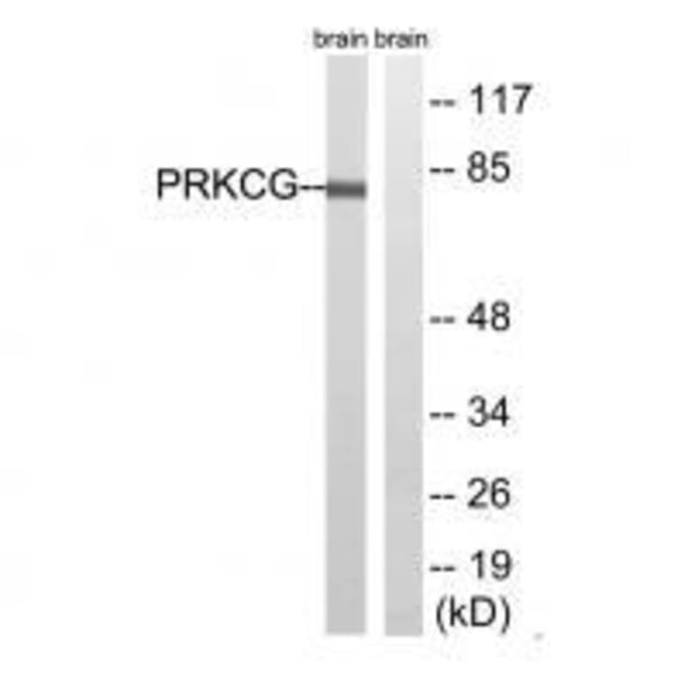 Western blot - PRKCG (Ab-655) Antibody from Signalway Antibody (33304) - Antibodies.com