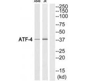 Western blot - ATF-4 (Ab-219) Antibody from Signalway Antibody (33307) - Antibodies.com