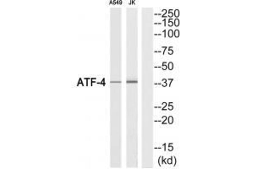 Western blot - ATF-4 (Ab-219) Antibody from Signalway Antibody (33307) - Antibodies.com