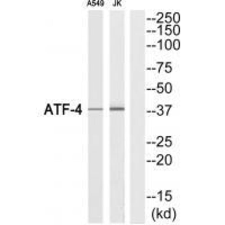 Western blot - ATF-4 (Ab-219) Antibody from Signalway Antibody (33307) - Antibodies.com