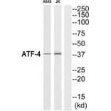 Western blot - ATF-4 (Ab-219) Antibody from Signalway Antibody (33307) - Antibodies.com