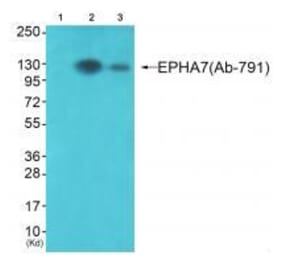 Western blot - EPHA7 (Ab-791) Antibody from Signalway Antibody (33311) - Antibodies.com