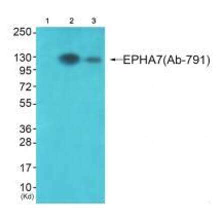 Western blot - EPHA7 (Ab-791) Antibody from Signalway Antibody (33311) - Antibodies.com