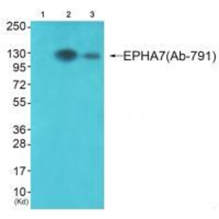 Western blot - EPHA7 (Ab-791) Antibody from Signalway Antibody (33311) - Antibodies.com