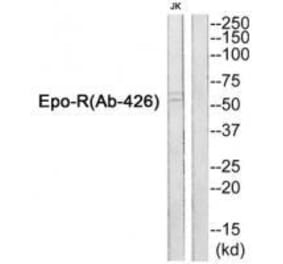 Western blot - Epo-R (Ab-426) Antibody from Signalway Antibody (33312) - Antibodies.com