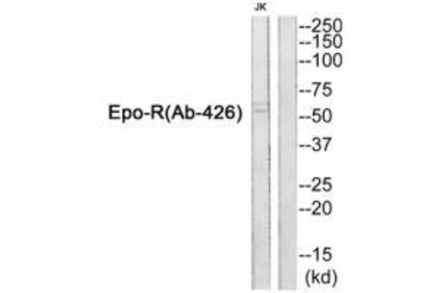 Western blot - Epo-R (Ab-426) Antibody from Signalway Antibody (33312) - Antibodies.com