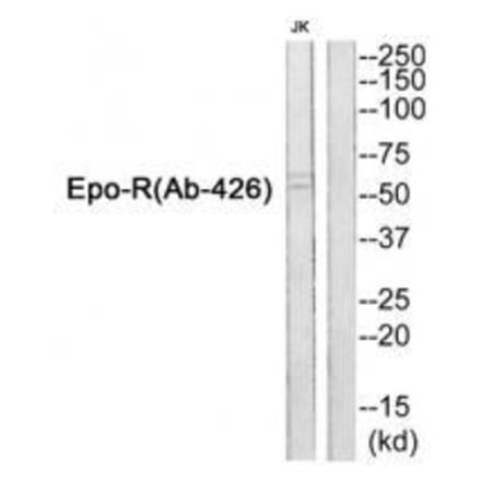 Western blot - Epo-R (Ab-426) Antibody from Signalway Antibody (33312) - Antibodies.com