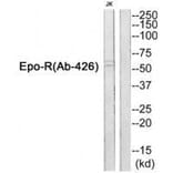 Western blot - Epo-R (Ab-426) Antibody from Signalway Antibody (33312) - Antibodies.com