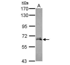 Angiopoietin 2 Antibody from Signalway Antibody (35354) - Antibodies.com