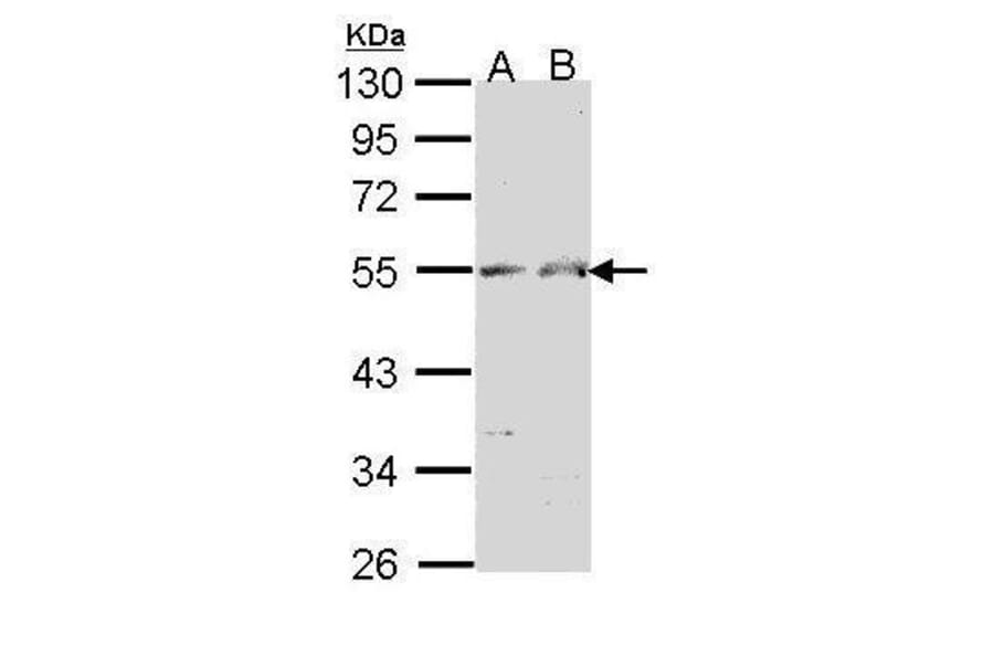 Chromogranin A Antibody from Signalway Antibody (35527) - Antibodies.com