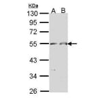 Chromogranin A Antibody from Signalway Antibody (35527) - Antibodies.com