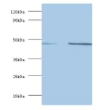 Spliceosome RNA helicase DDX39B Polyclonal Antibody from Signalway Antibody (42086) - Antibodies.com