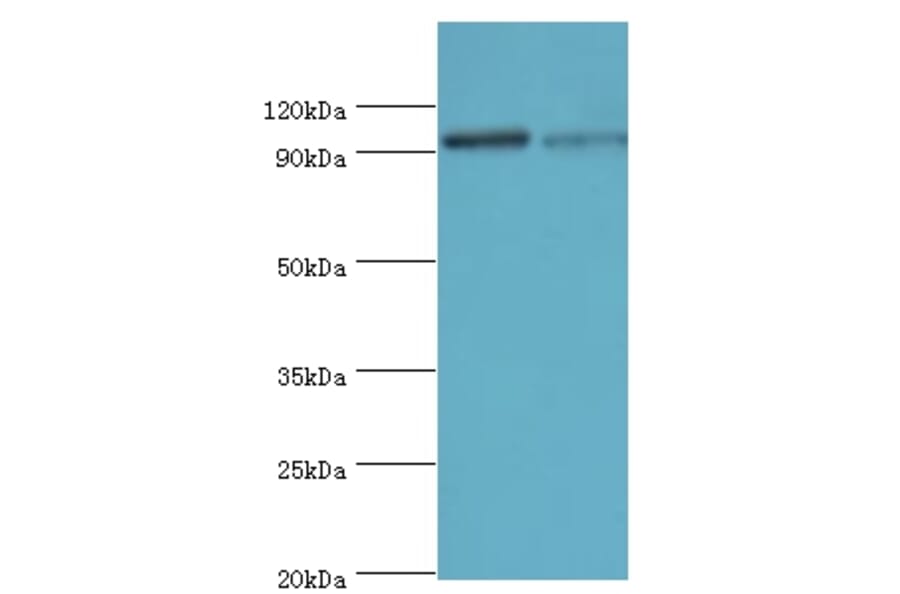 Hypoxia-inducible factor 1-alphaPolyclonal Antibody from Signalway Antibody (42562) - Antibodies.com