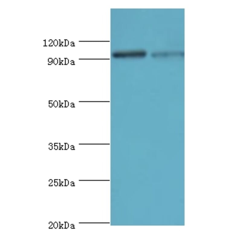 Hypoxia-inducible factor 1-alphaPolyclonal Antibody from Signalway Antibody (42562) - Antibodies.com