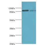 Hypoxia-inducible factor 1-alphaPolyclonal Antibody from Signalway Antibody (42562) - Antibodies.com