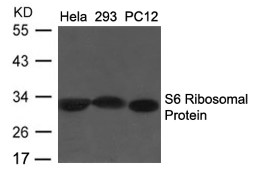 Western blot - S6 Ribosomal Protein (Ab-235/236) antibody from Signalway Antibody (21682) - Antibodies.com