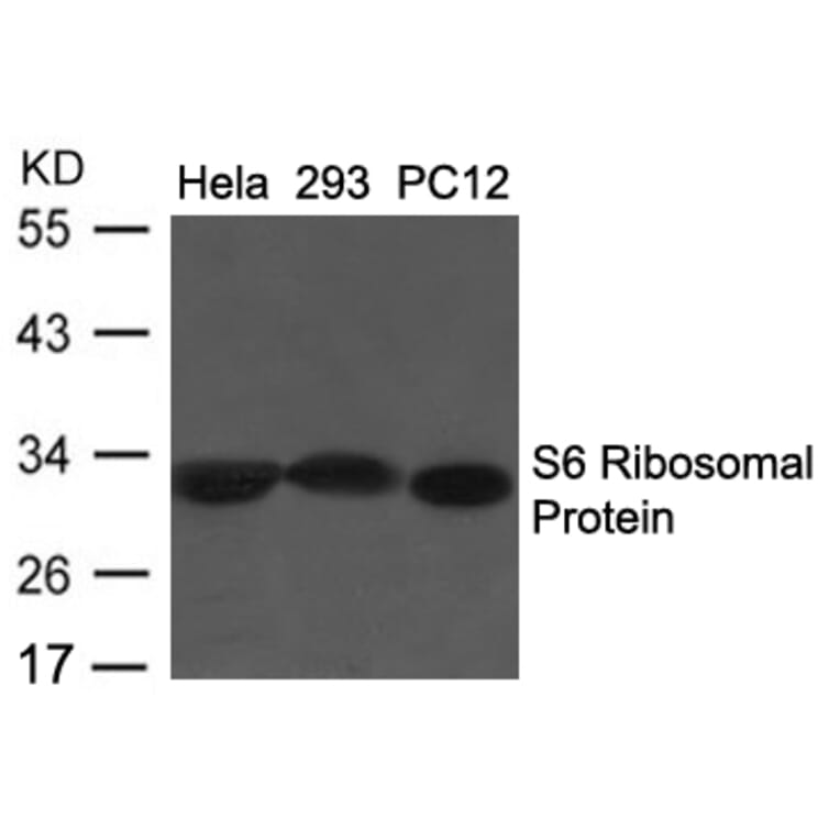 Western blot - S6 Ribosomal Protein (Ab-235/236) antibody from Signalway Antibody (21682) - Antibodies.com