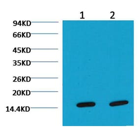 Western blot - COX IV Mouse Monoclonal Antibody (100A-6C8) from Signalway Antibody (37972) - Antibodies.com