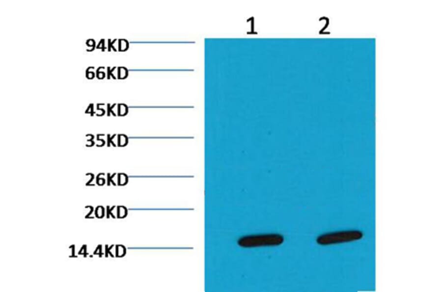 Western blot - COX IV Mouse Monoclonal Antibody (100A-6C8) from Signalway Antibody (37972) - Antibodies.com